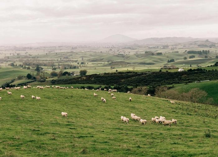 The Otorohanga farm where Danielle Hawkins lives