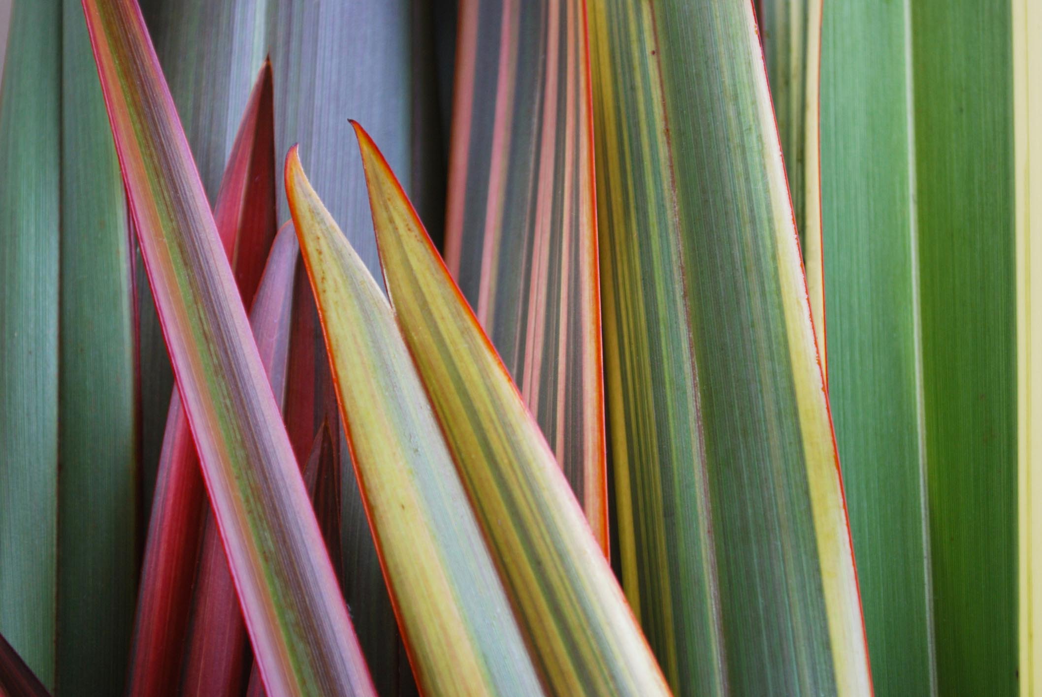 A close up of a Harakeke plant