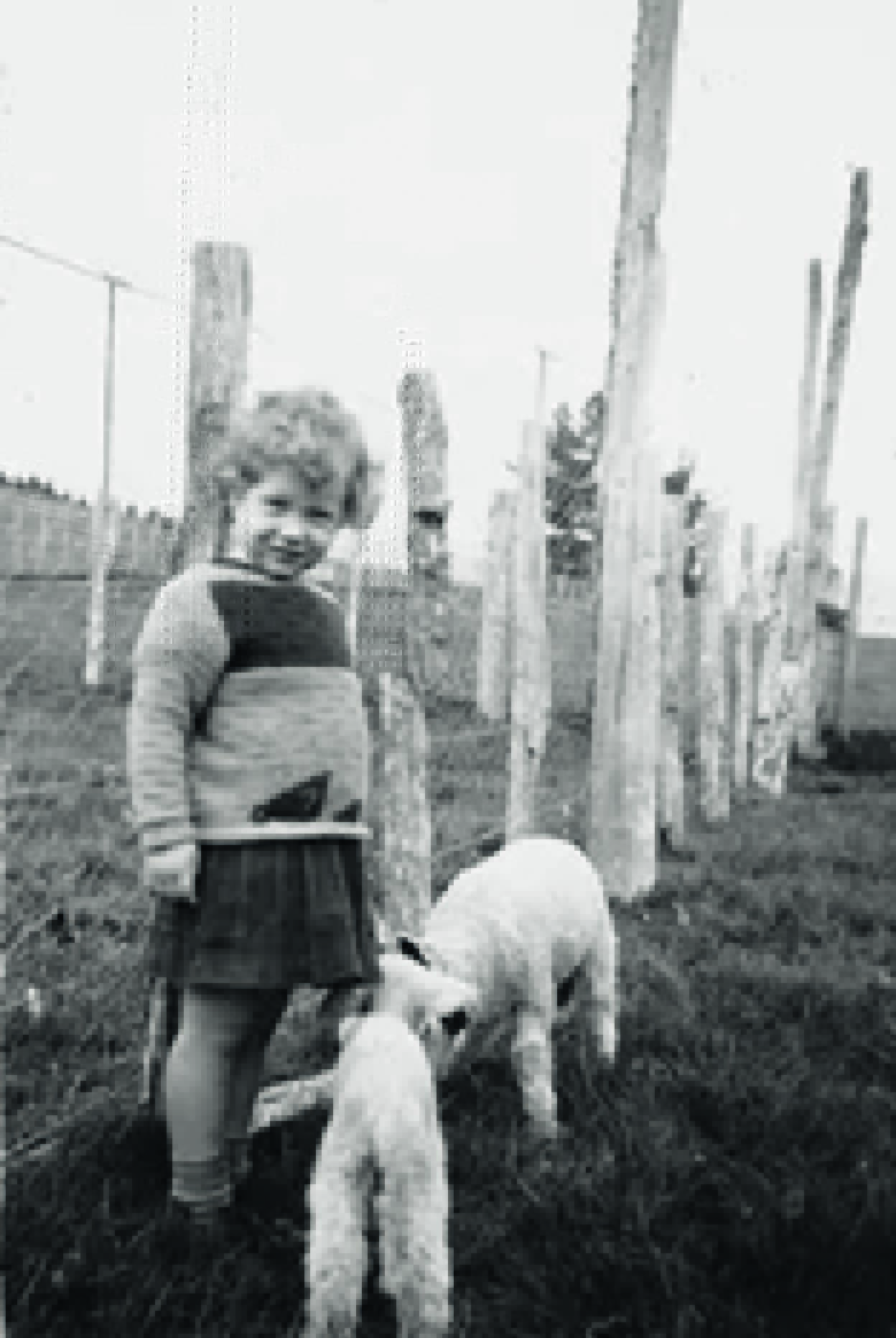A black and white photo of a young Helen Clark on a farm with ewes
