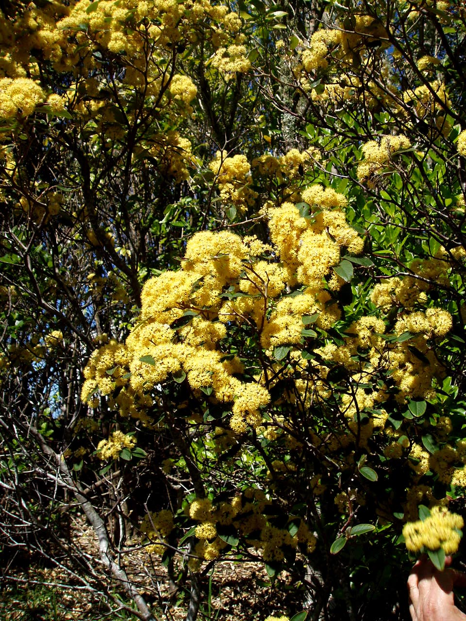 Kūmarahou plant bush with yellow flowers