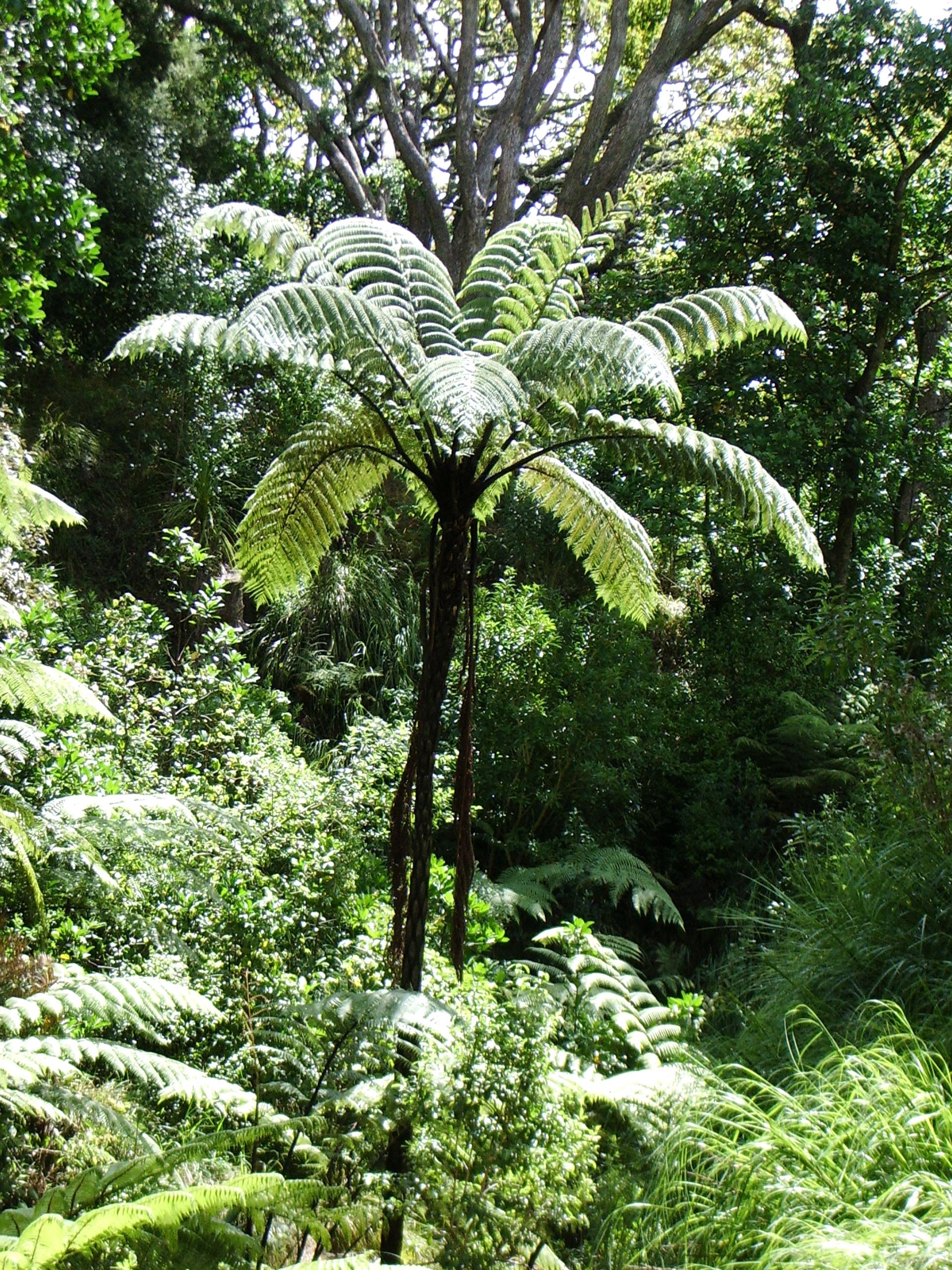 Tall Mamaku tree fern with green leaves 