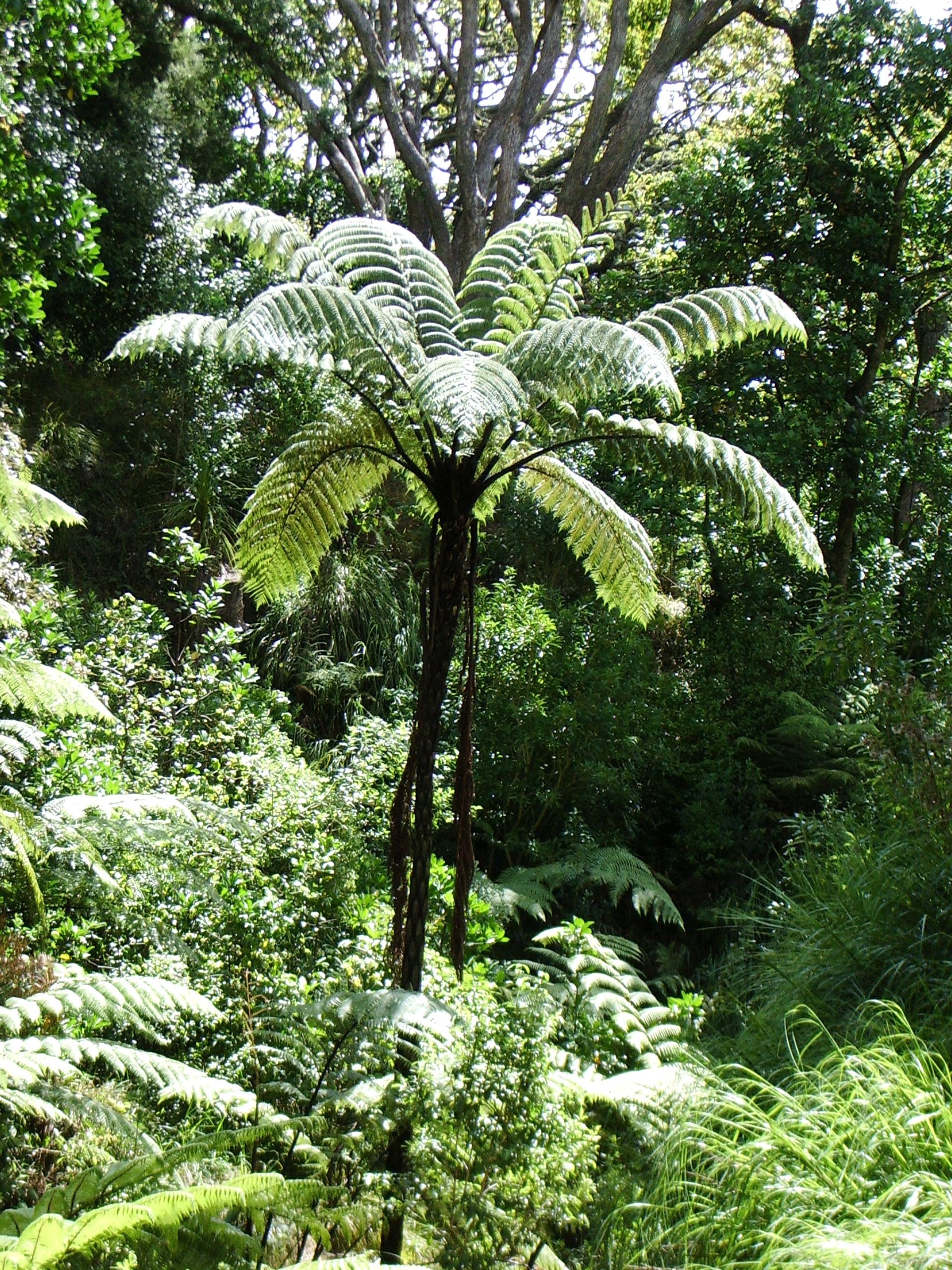 Tall Mamaku tree fern with green leaves