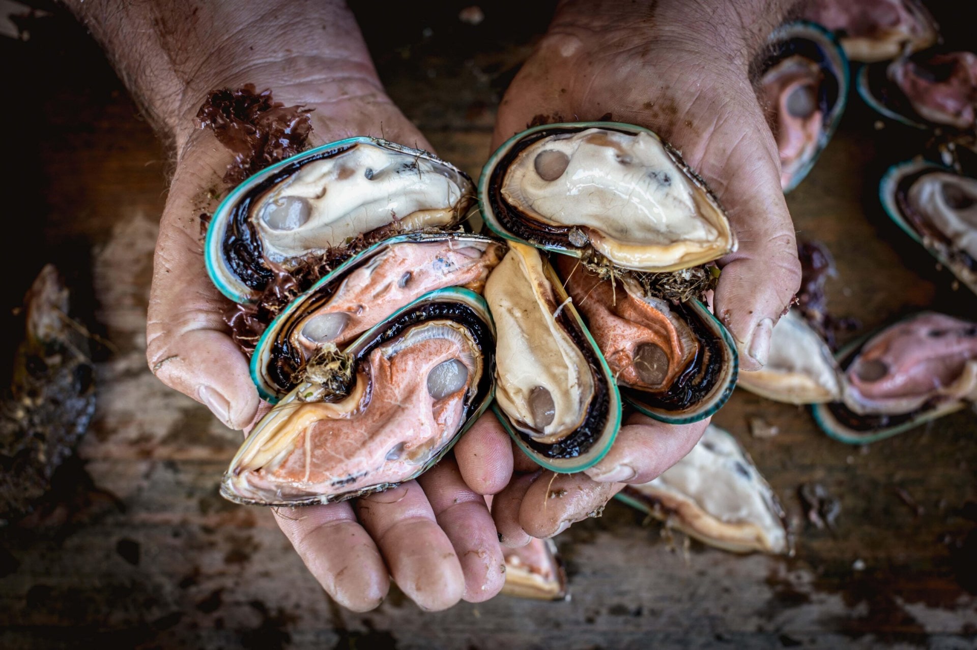 A pair of hands holding six open mussels