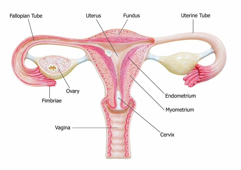 Uterus