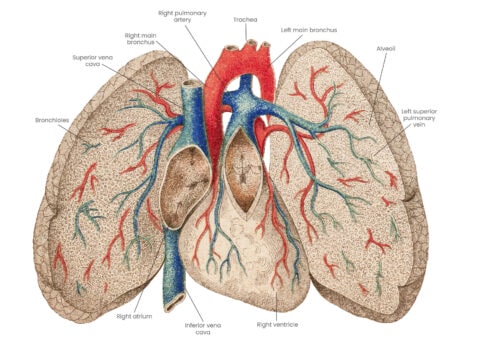 diagram of lungs