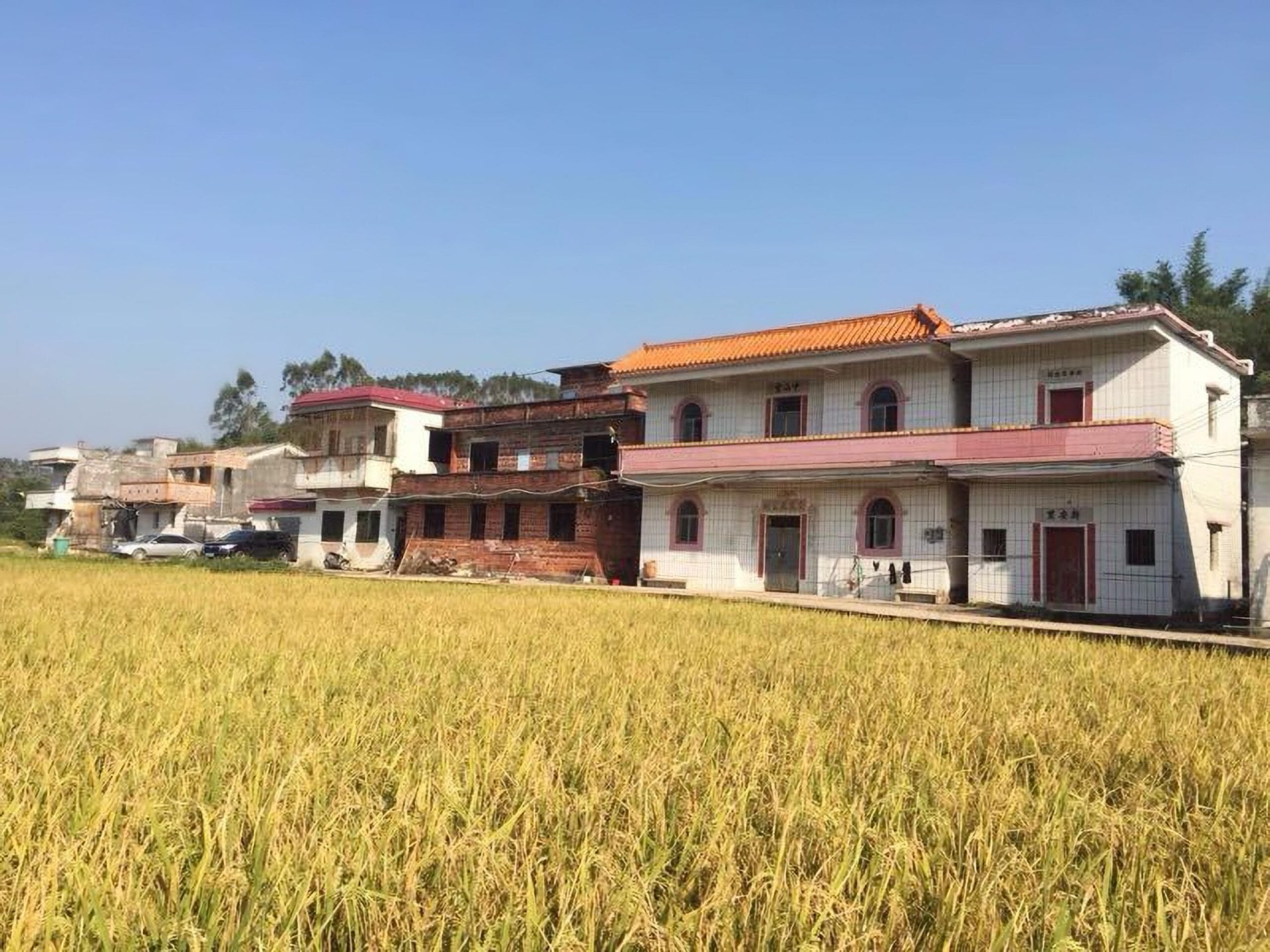 A house and rice field in China