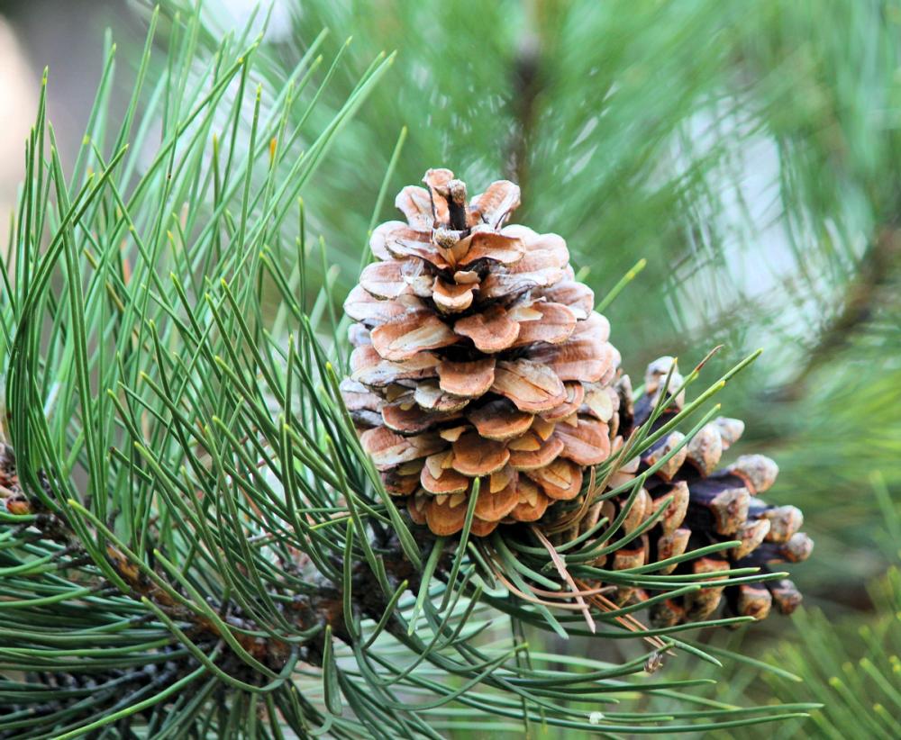 Close up of pine in pine tree