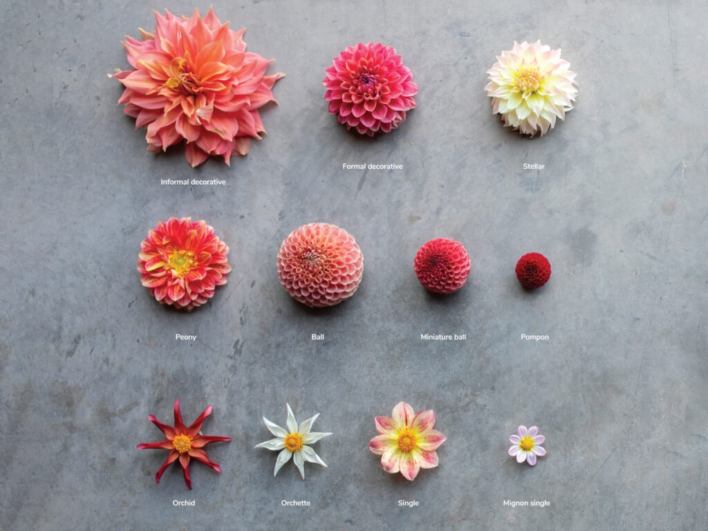 Nine various dahlia flower varieties on a grey marble background