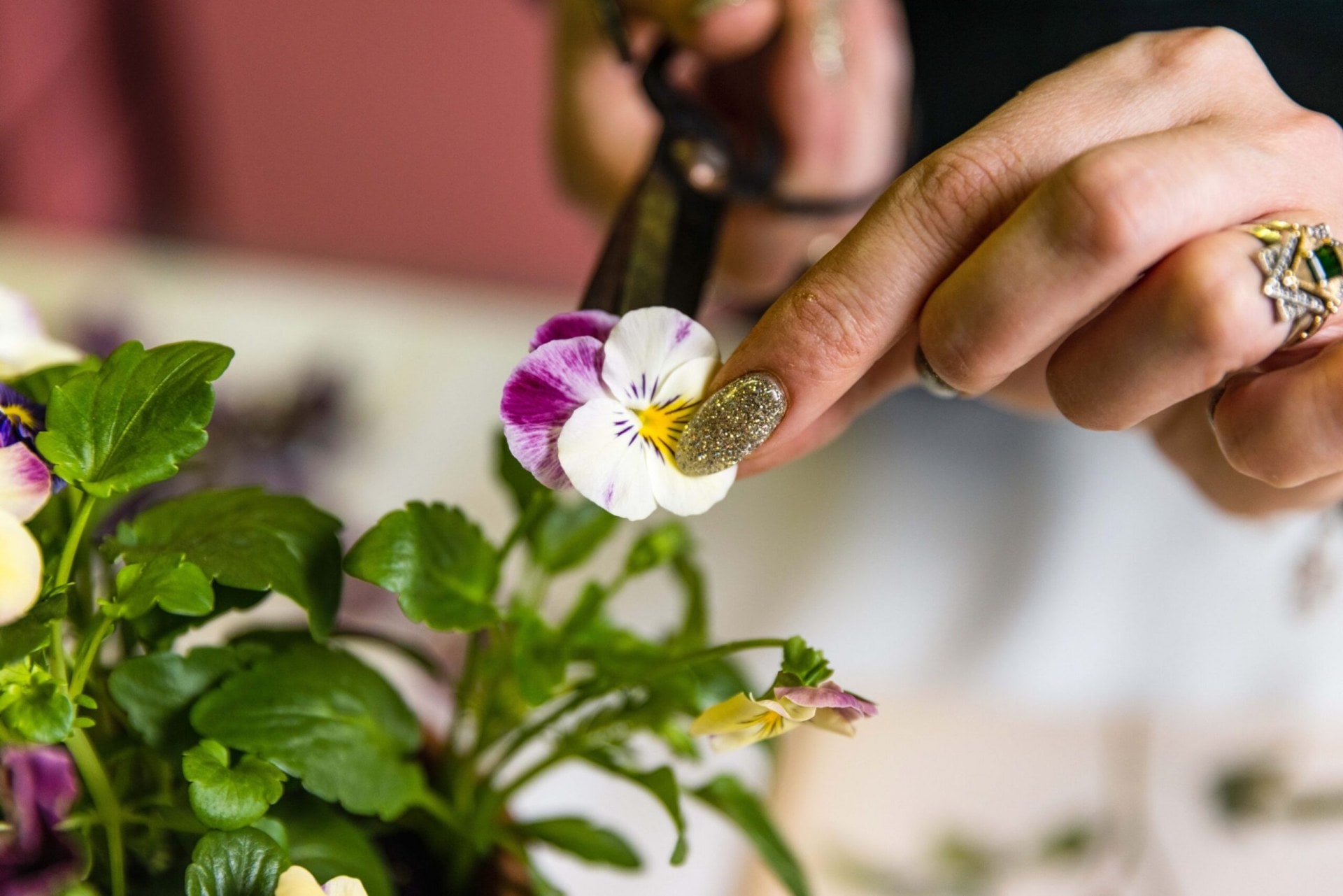A purple and white pansy flower blossom being cut from its stem with scissors