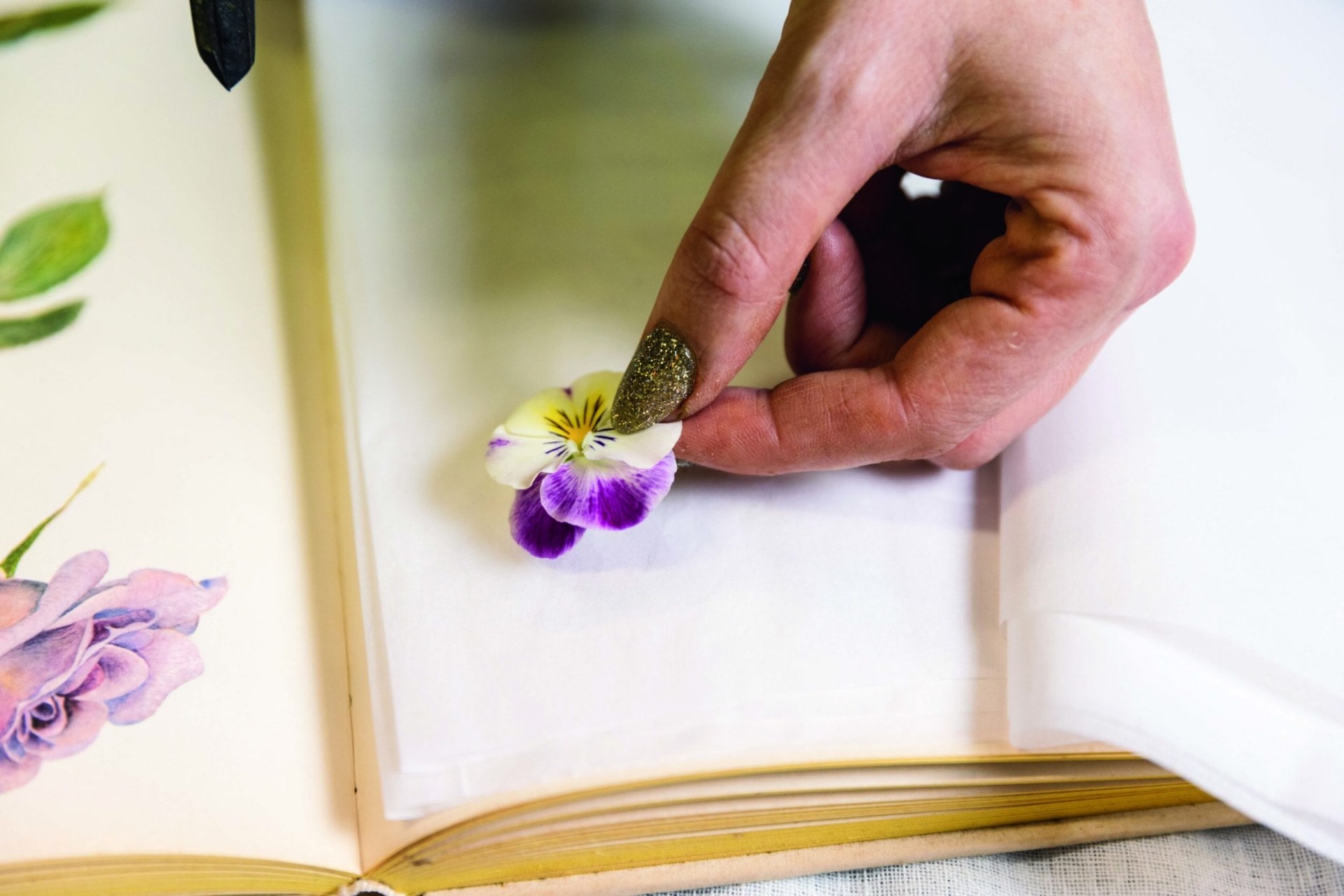 Purple and white flower blossom being placed between tissue paper