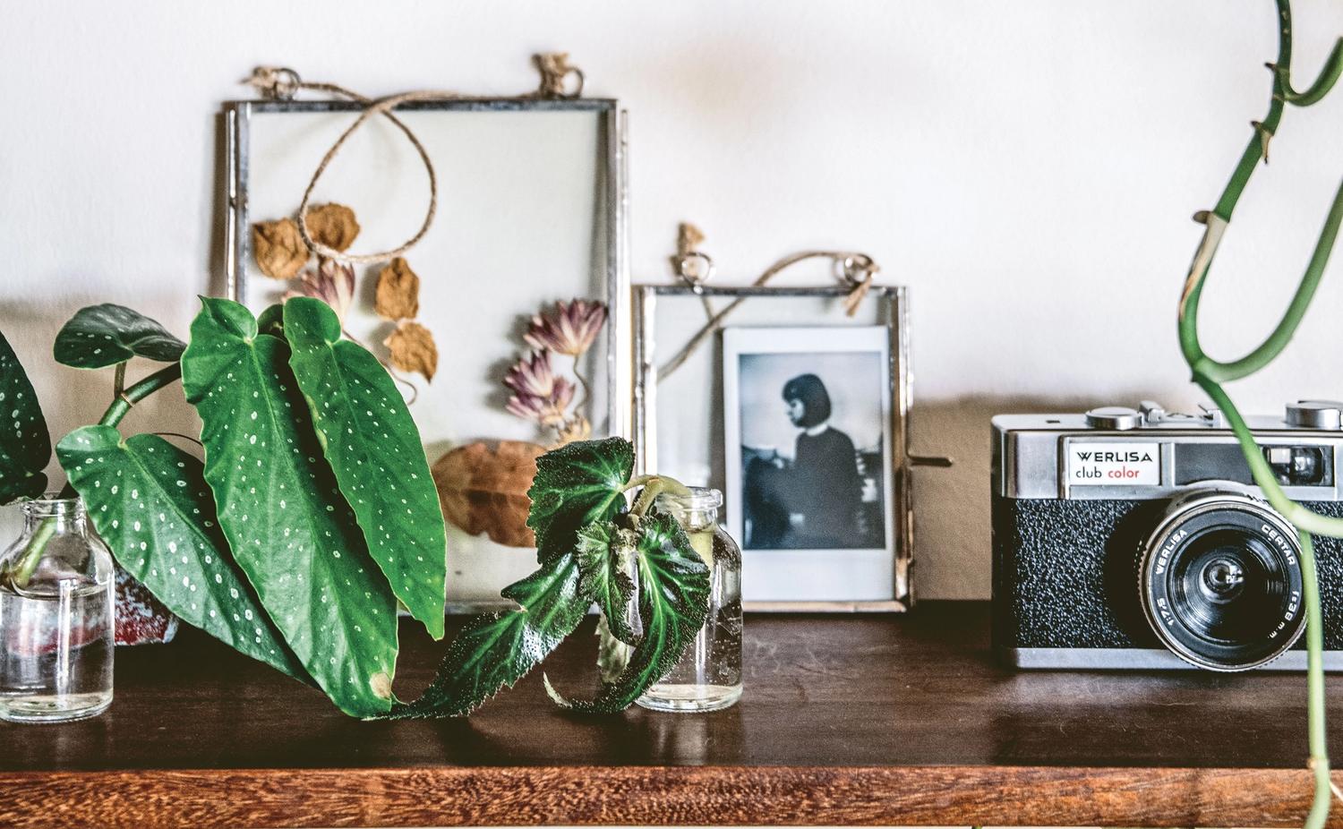 plant cuttings and personal items displayed on wooden shelf