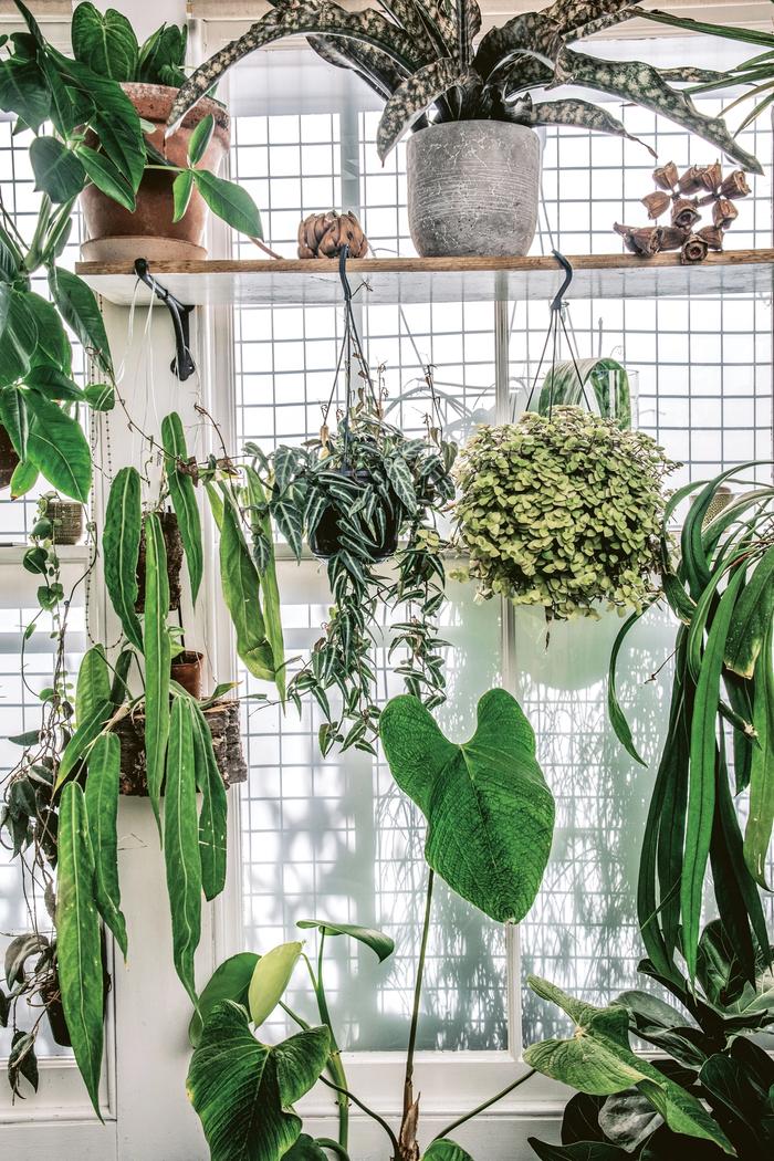 multiple plants sitting on and hanging from a wooden shelf