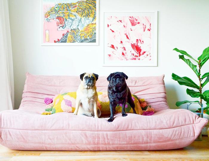 Two pugs sitting on a pink couch with cushions next to an indoor plant.