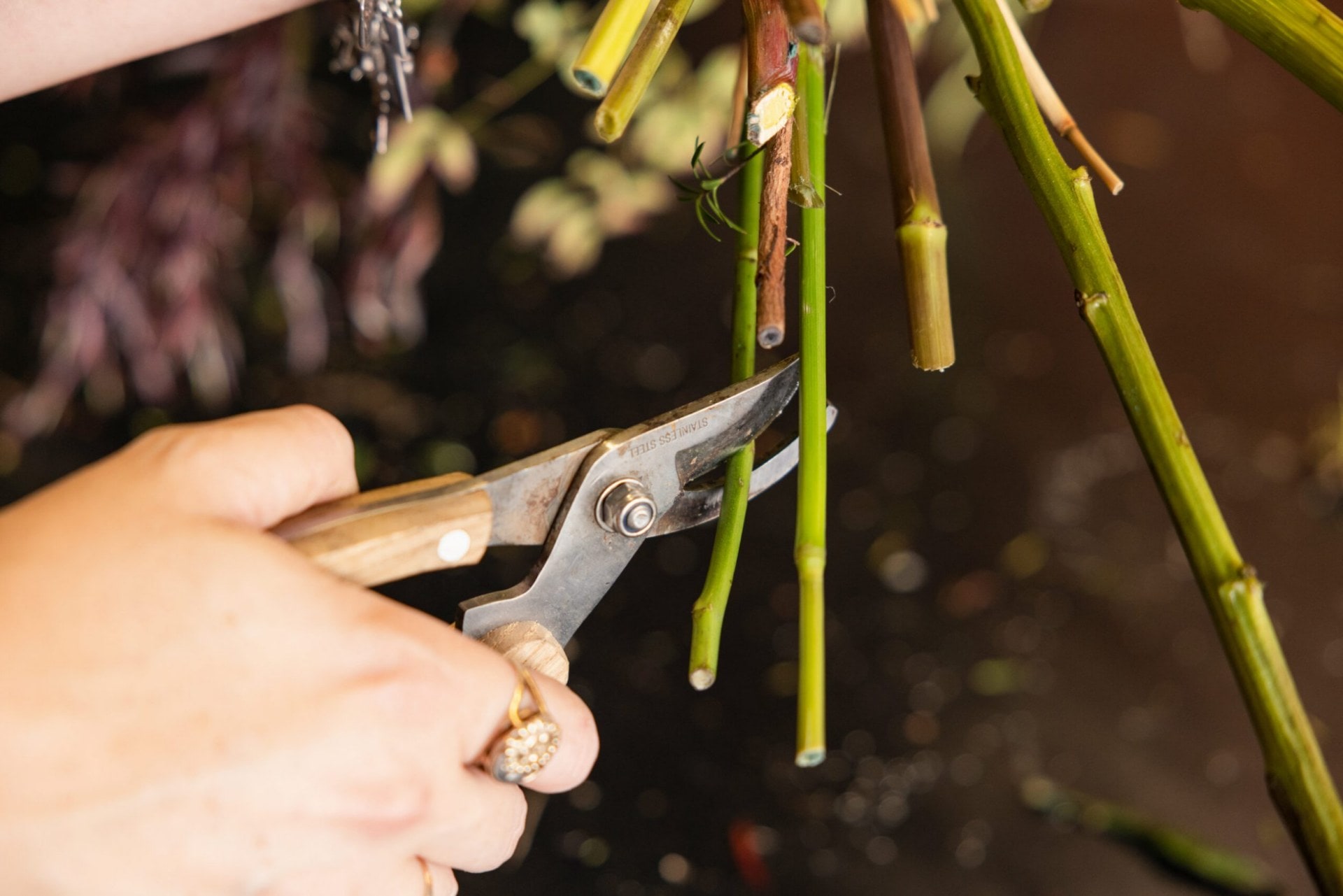 Stems of a flower being cut by gardening shears