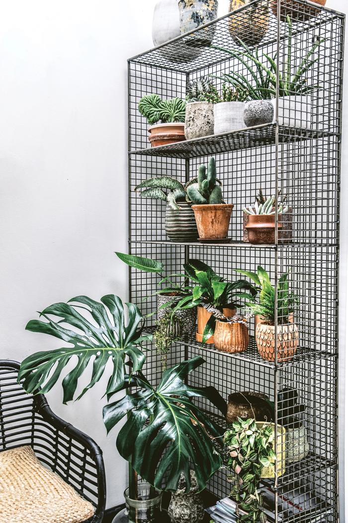 various potted plants on an industrial wire shelving unit