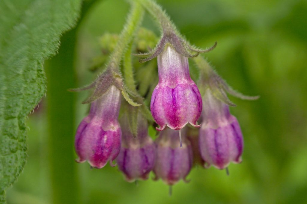 Close up of comfrey flowers