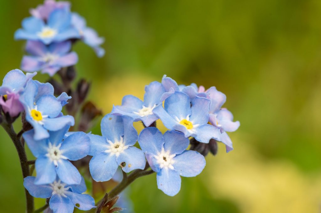 Close up of borage flowers