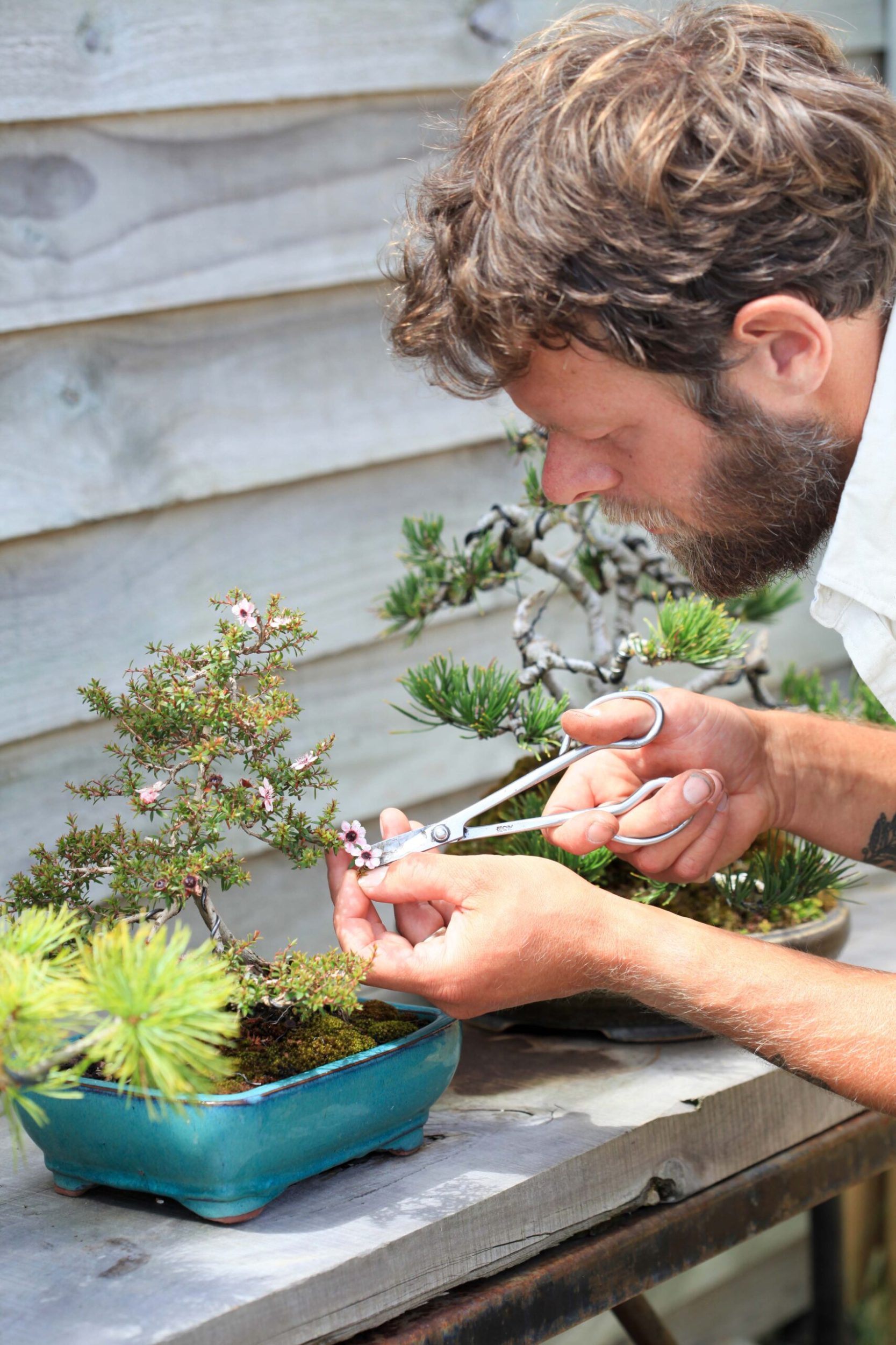 Adrian Bird pruning bonsai tree