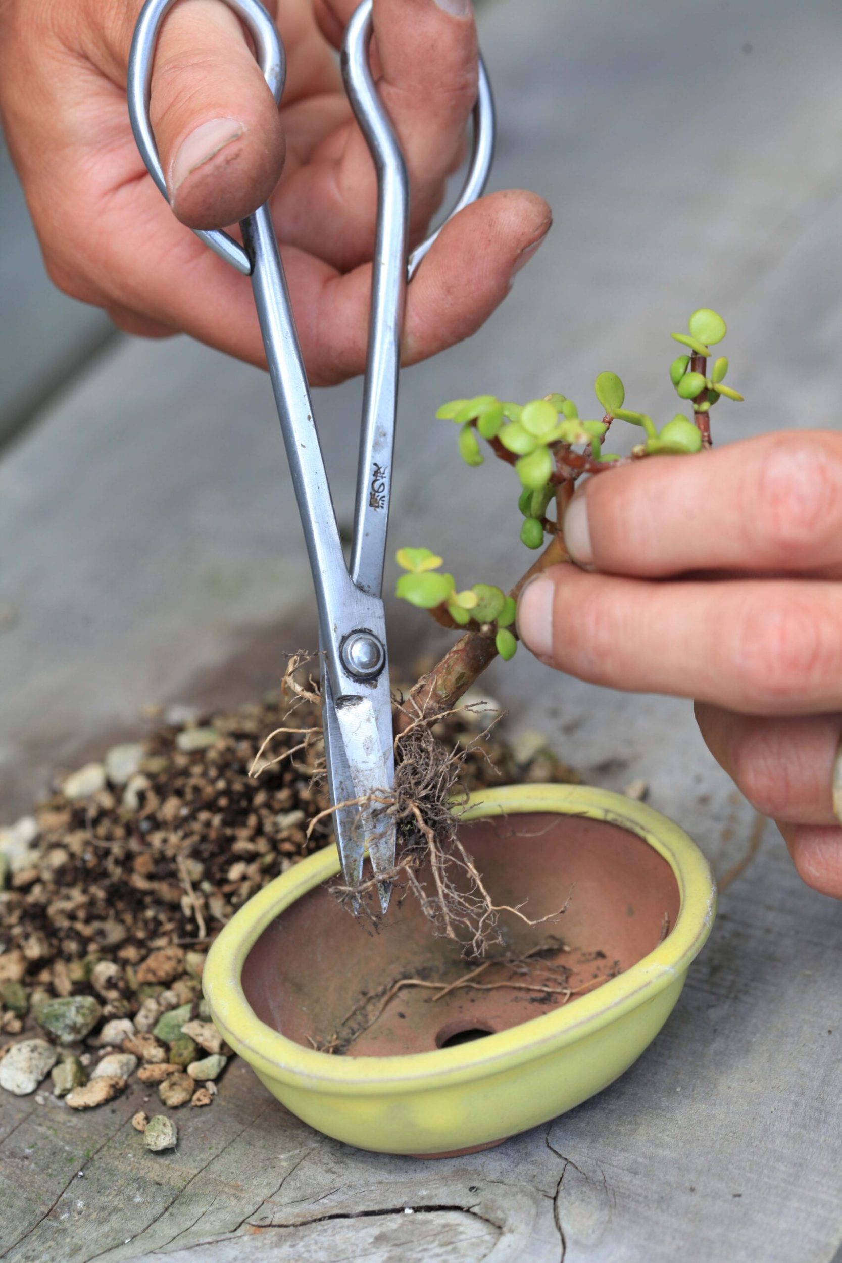Roots of bonsai tree being trimmed