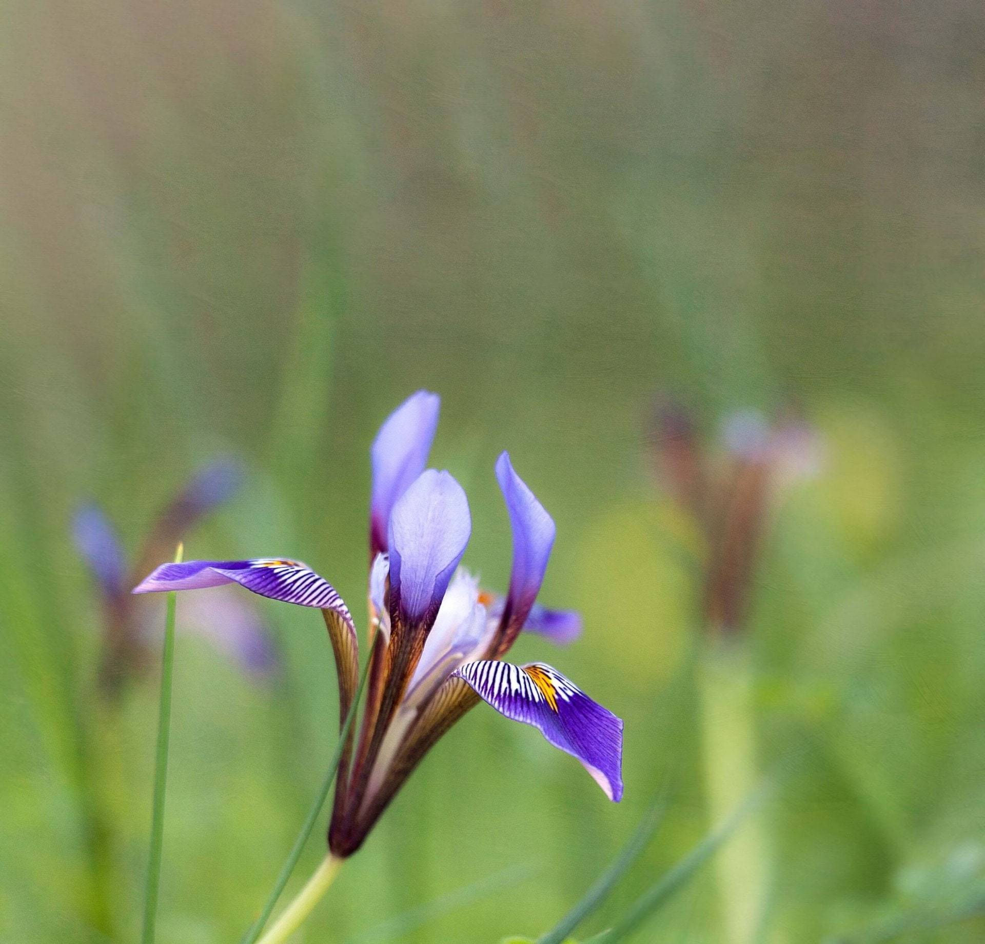 Close up of a purple algerian iris flower 