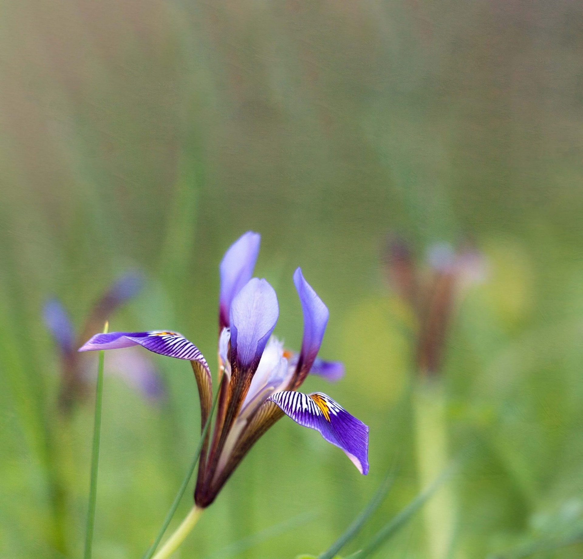 Close up of a purple algerian iris flower