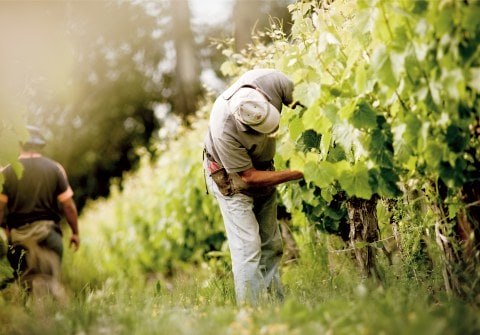 Man picking grapes from vines