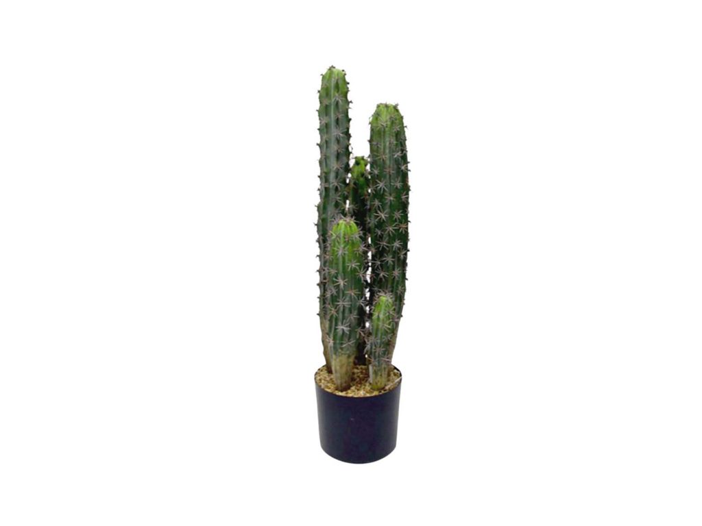 Potted cactus, $169 from Flux.