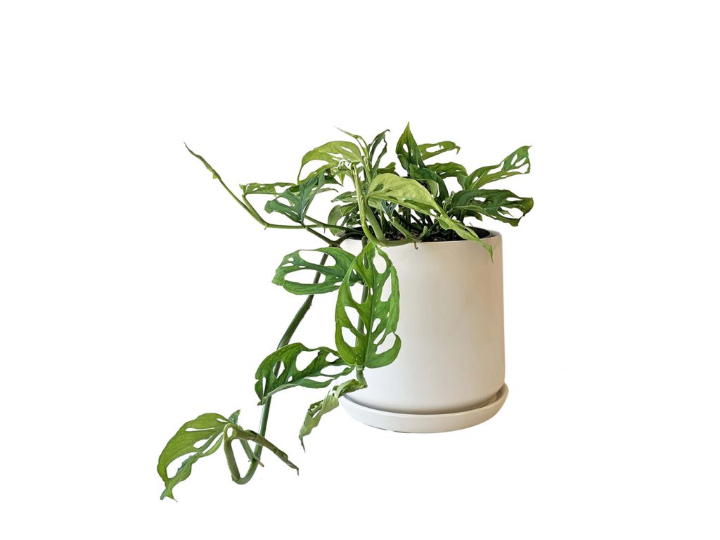 Monstera Swiss cheese vine, $59.99, and large Oslo planter, $49.99, from The Plant Project.