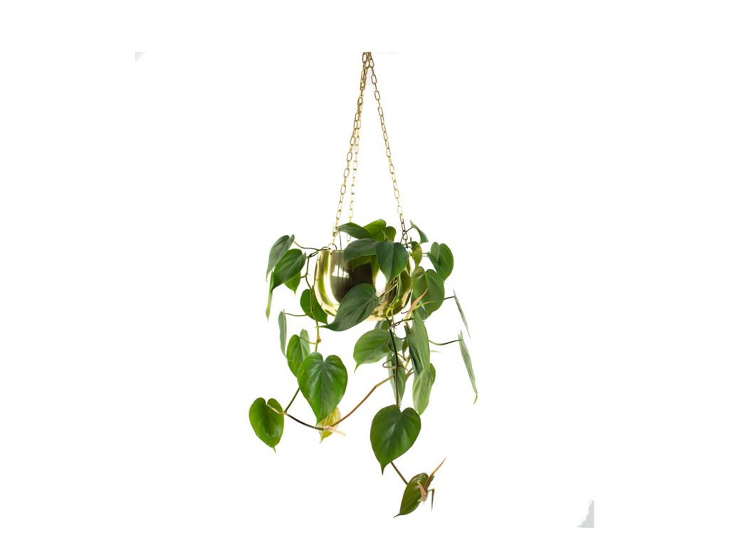 Sweetheart plant in brass hanging planter, $158 from Plant & Pot.