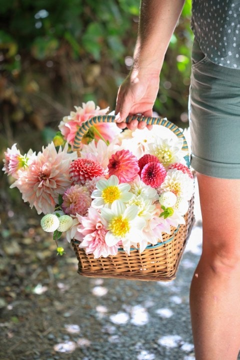 A colourful bouquet of dahlia flower varieties in a brown basket