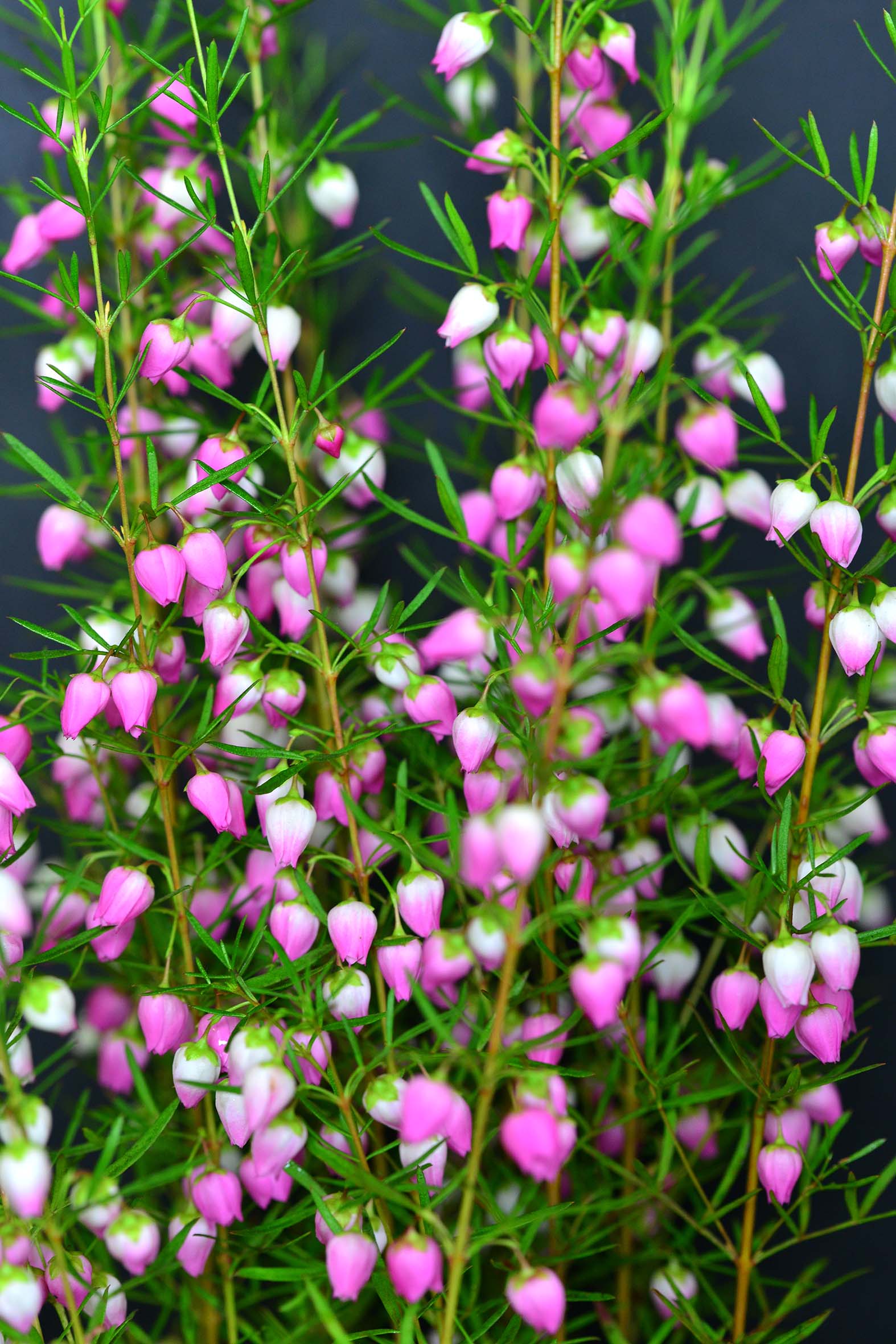 Branches and pink blooms of boronia flowers