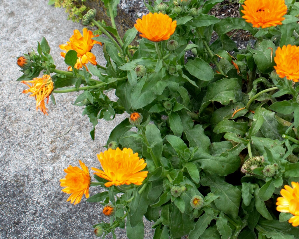 Calendula