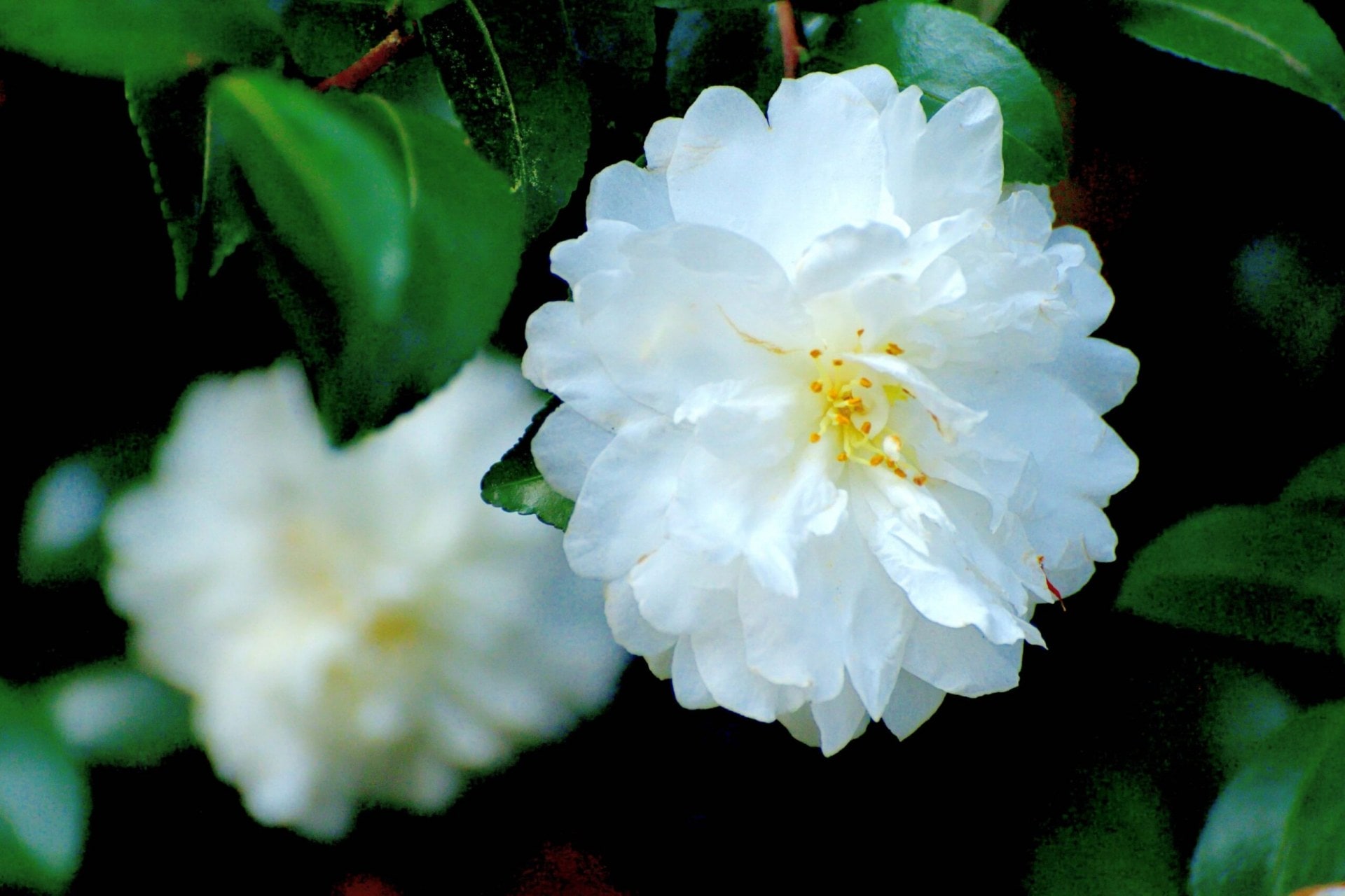 White camellia flower
