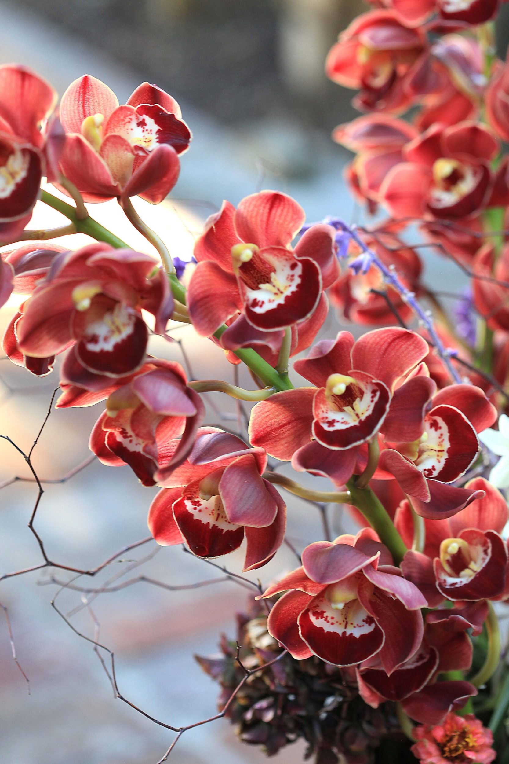 Close up of red orchid flowers on the stem