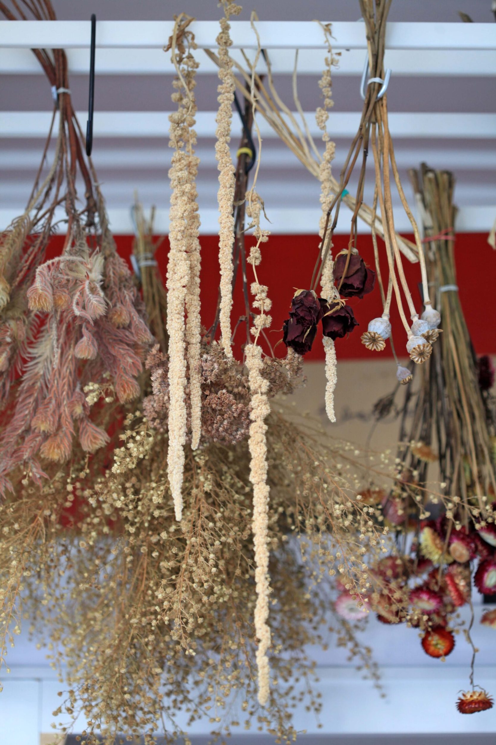 Assorted hanging dried flowers