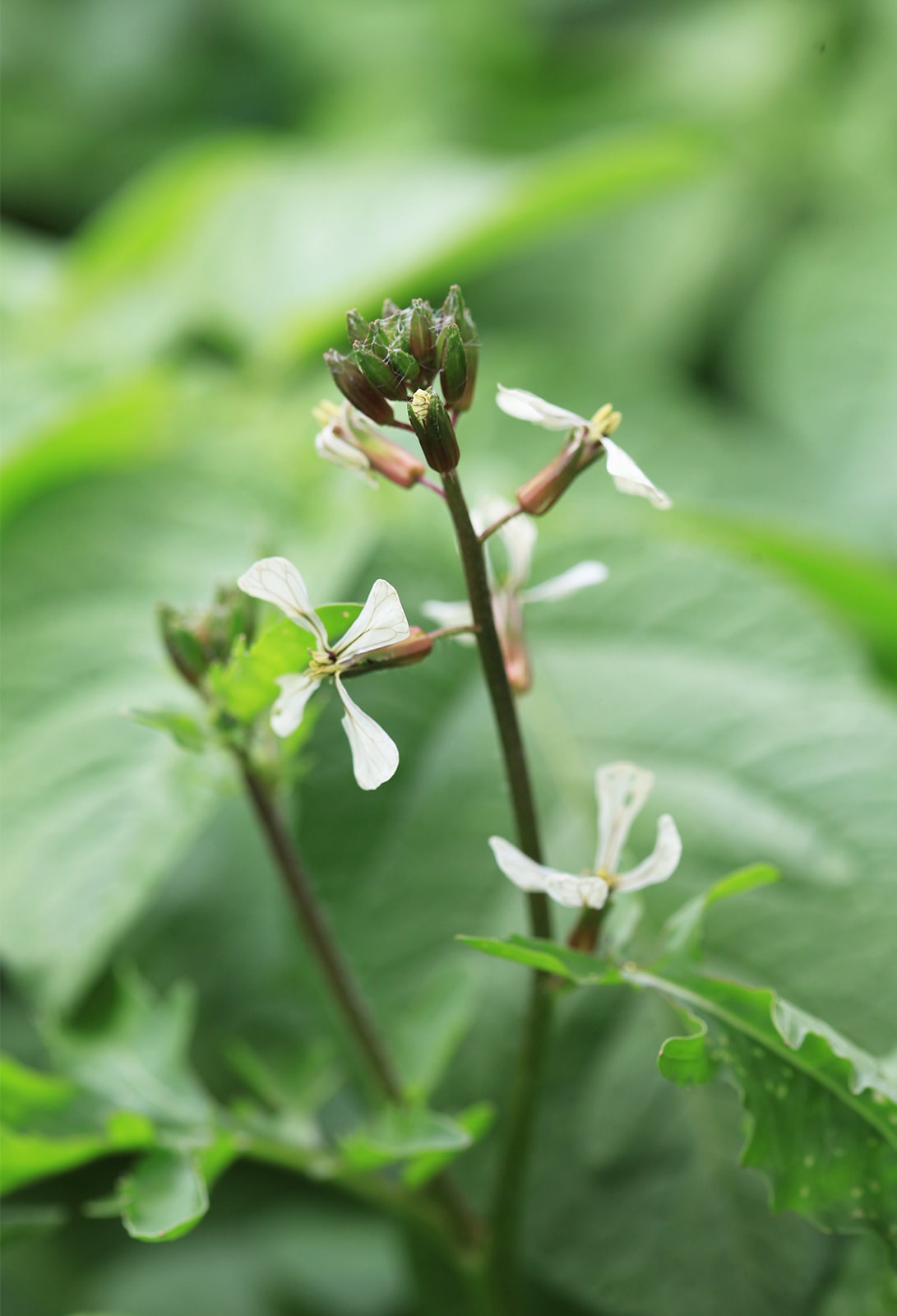 Close up of flower