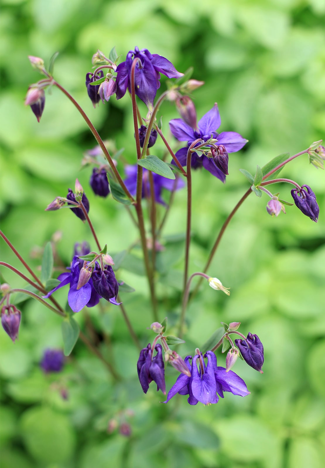 Purple flowers in garden