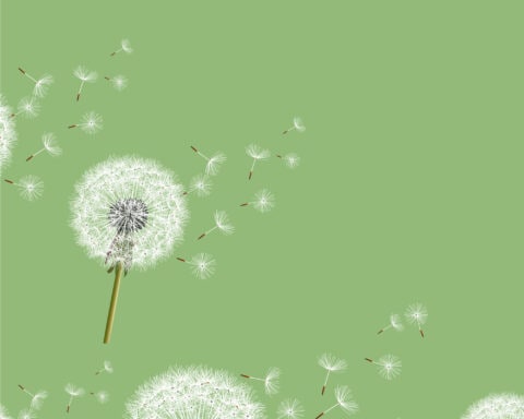 Dandelion blowing in the air against green background