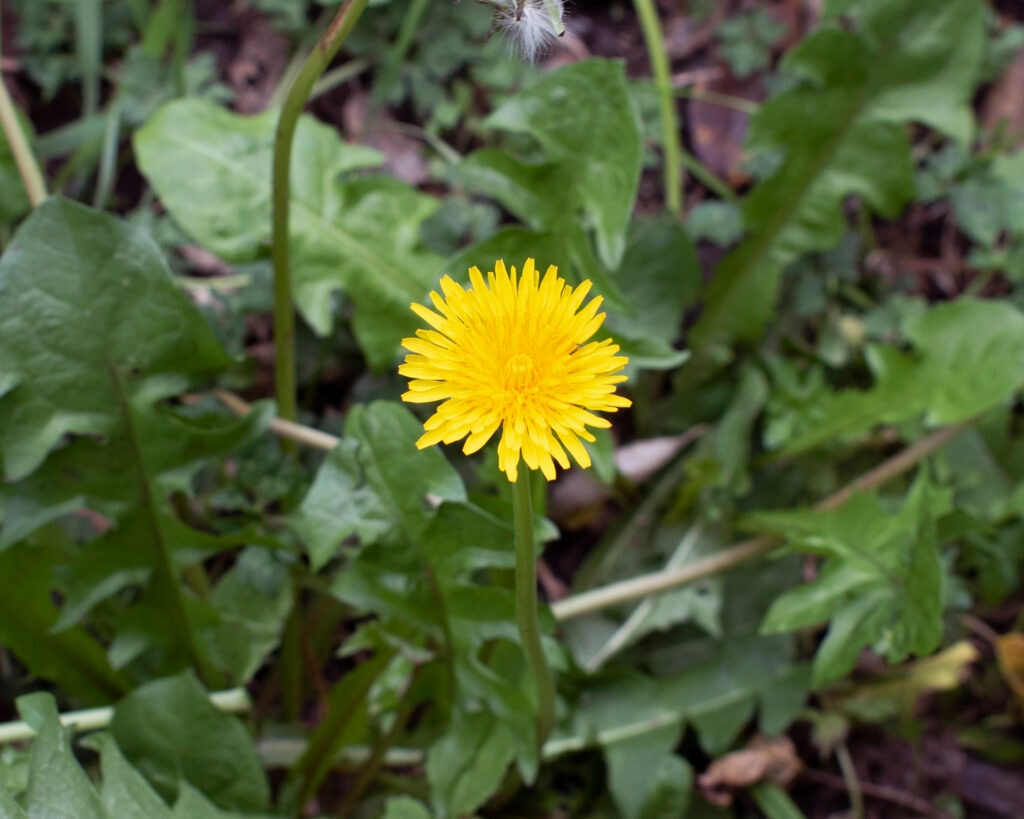 Dandelion