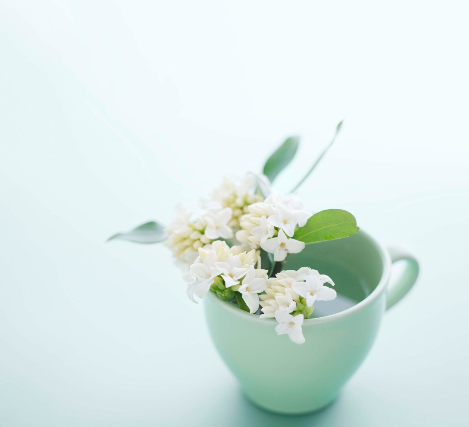 White daphne flower in a green teacup filled with water