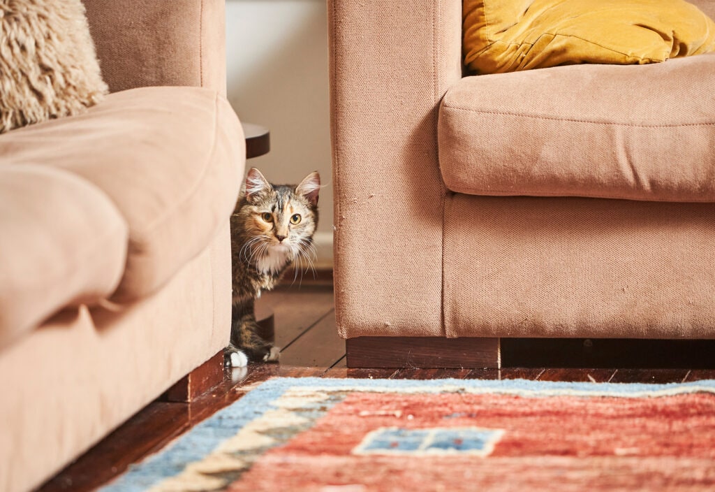 Deborah Sampson's kitten Roxy hiding behind couch