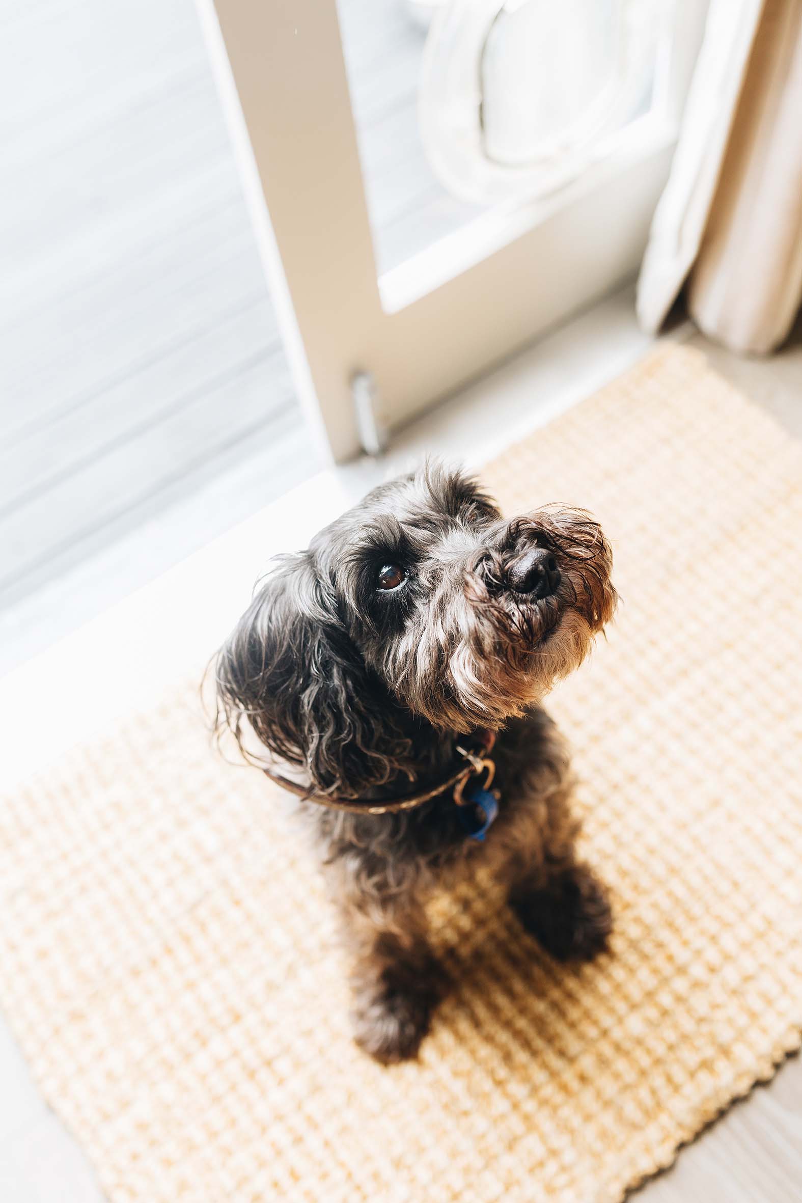 Sarah Meikle's small black dog Ruby looking up at the camera while sitting on beige mat