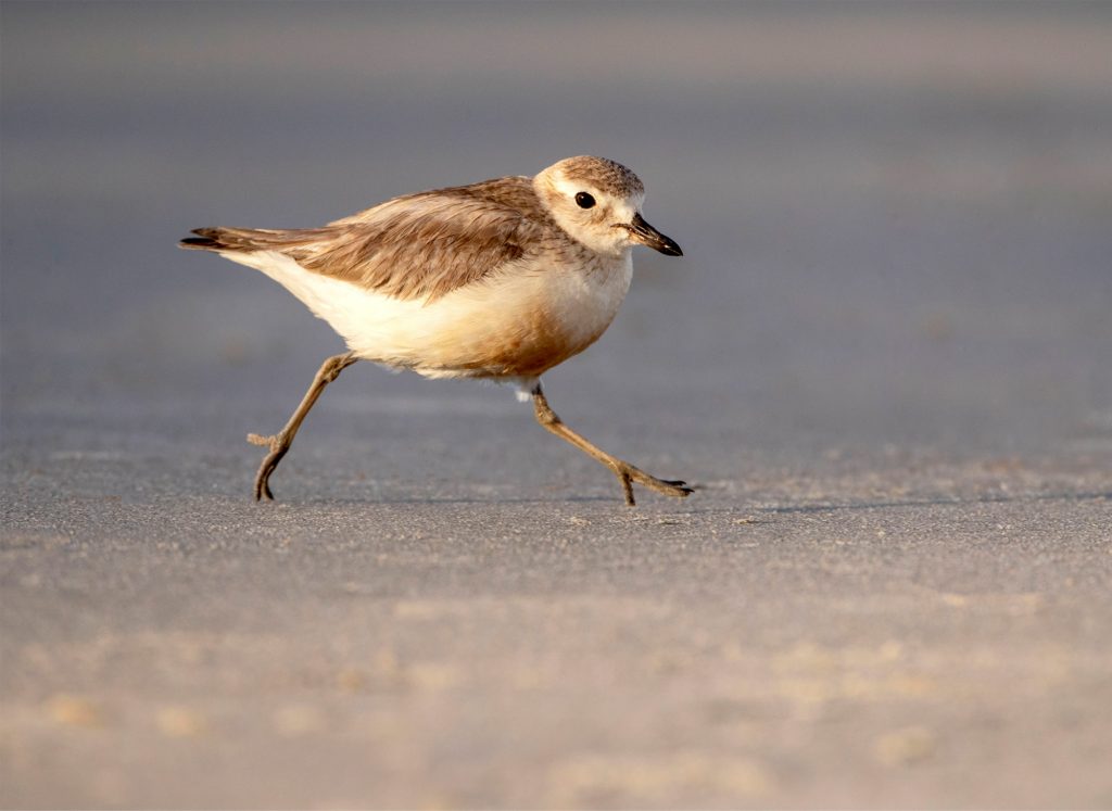 A New Zealand dotterel walking across sand