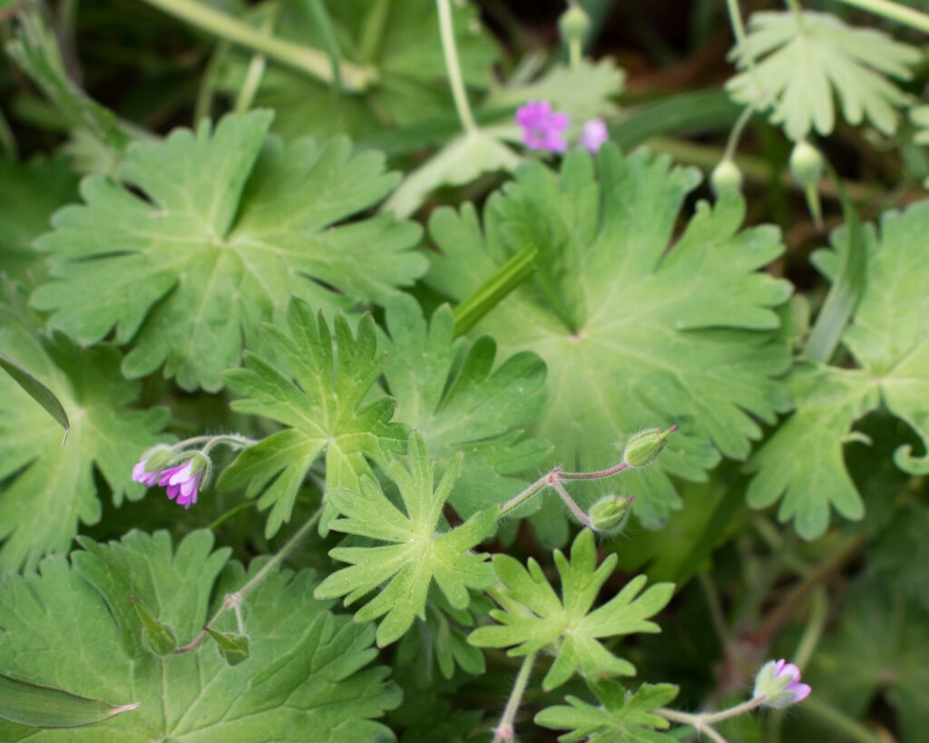 Dove's Foot Cranesbill