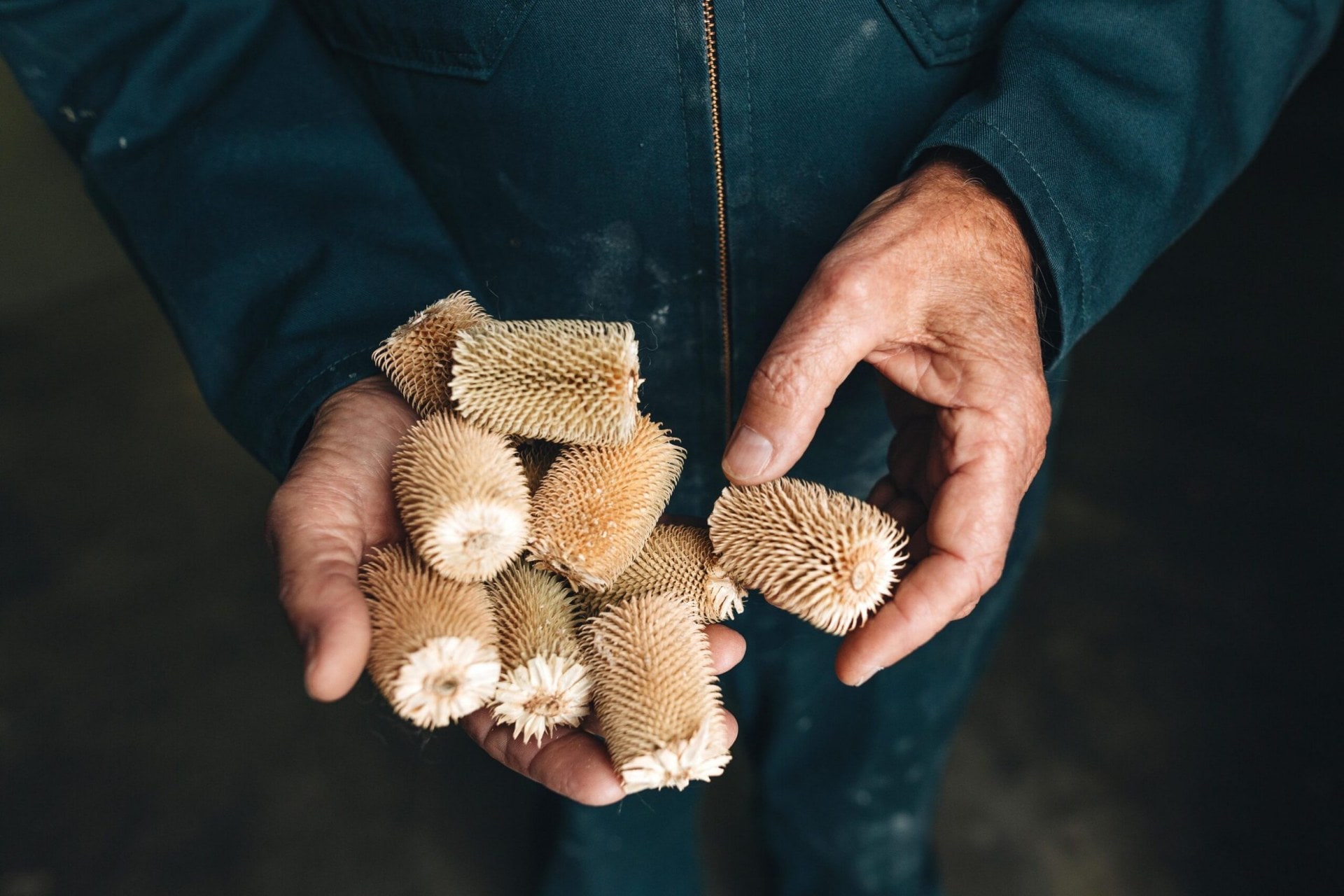 A pair of hands holding several dried teasels