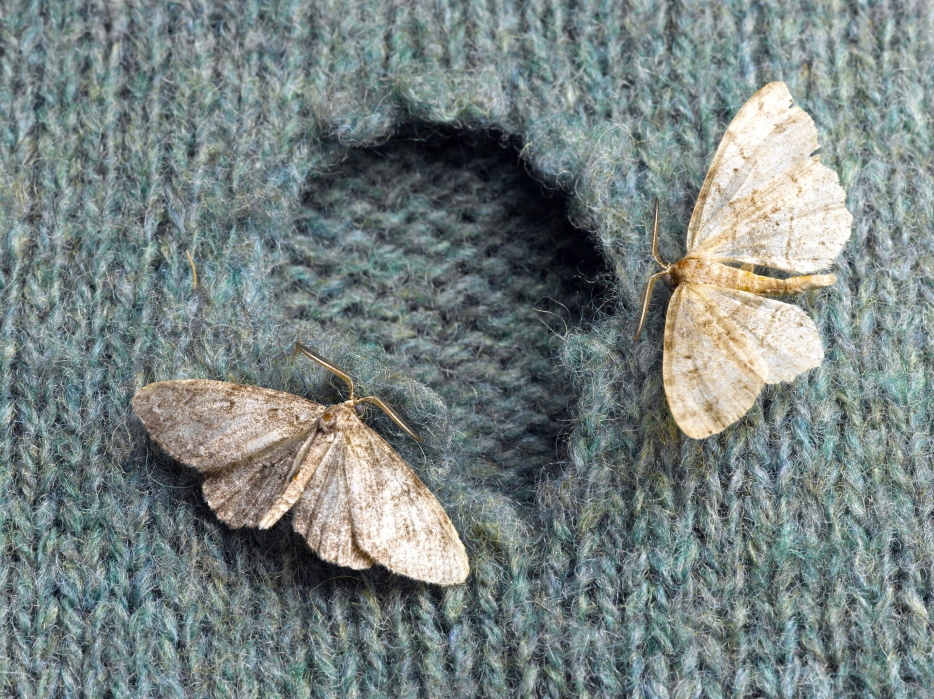 Close up of a hole in a green wool garment with two moths on it