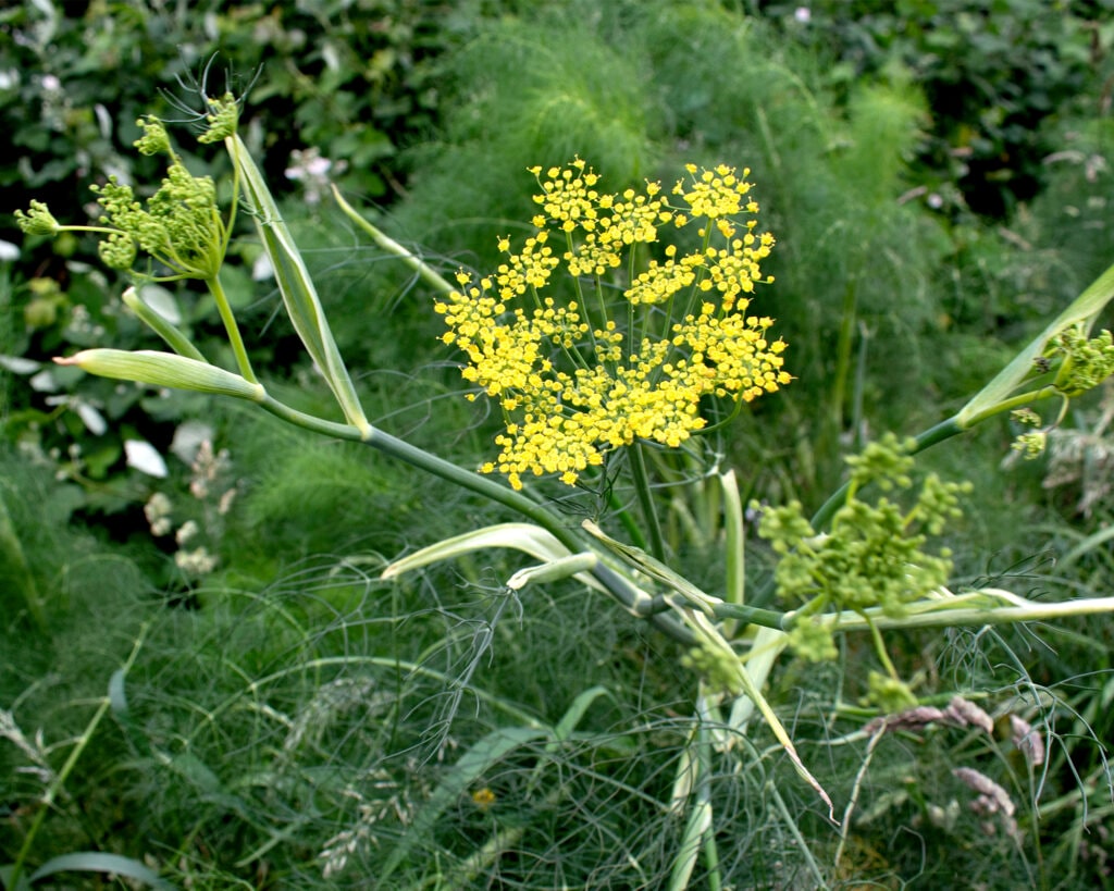 Fennel