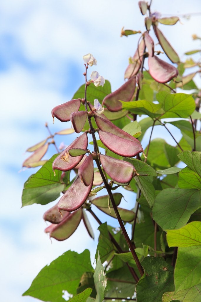 Flat-podded beans on tree branches