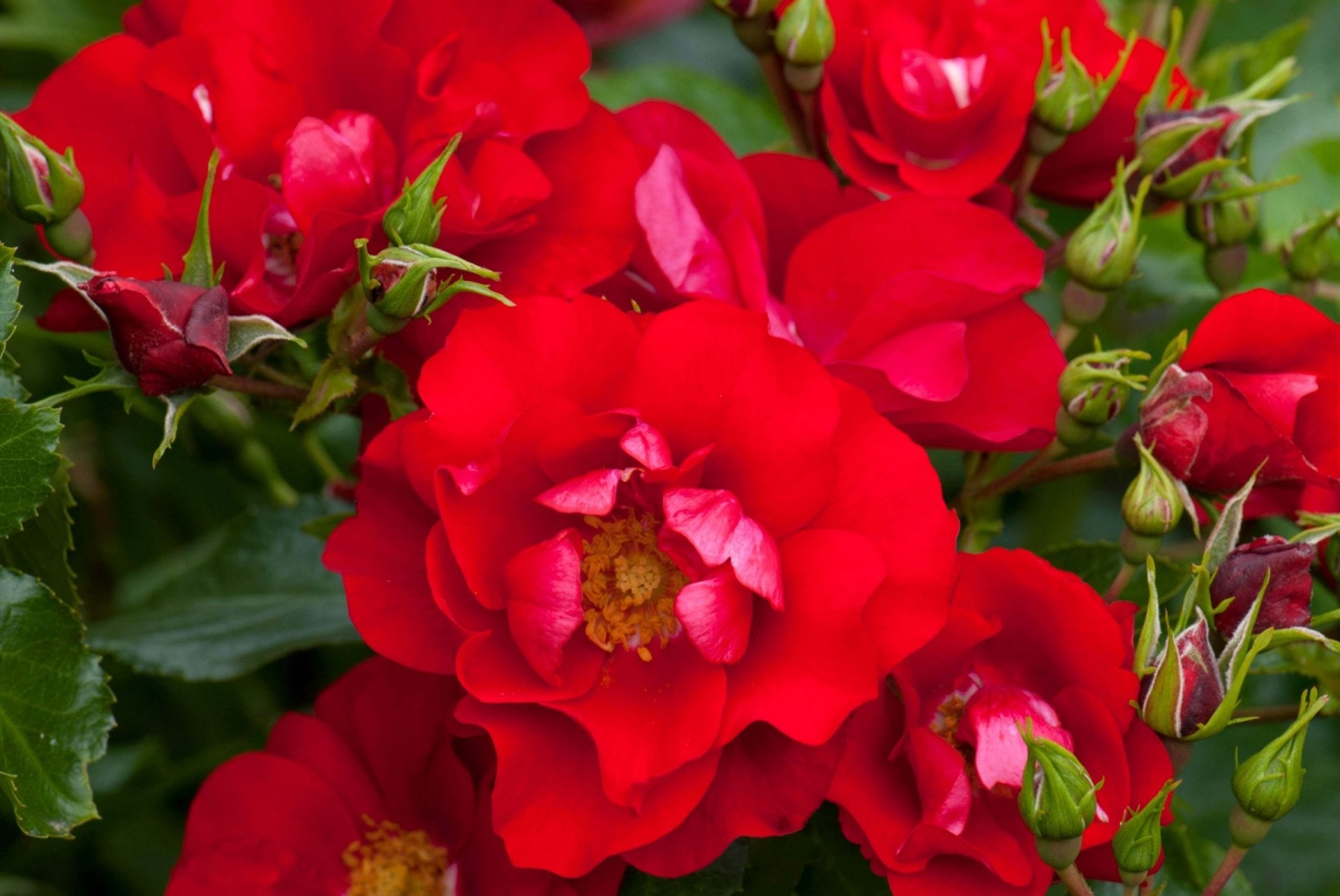 Flower Carpet Scarlet.