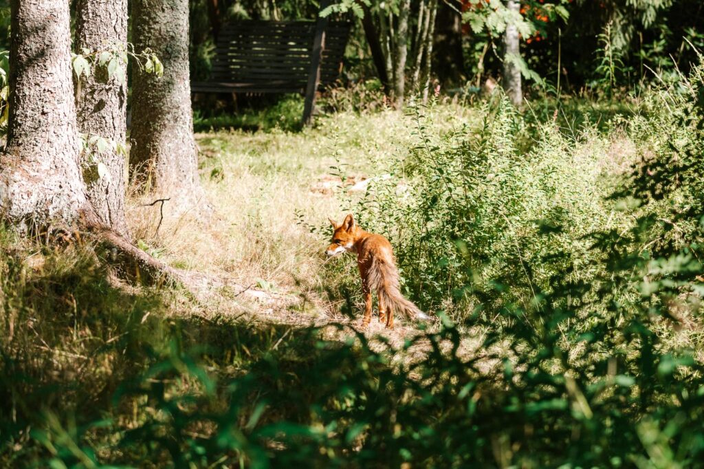 A red fox amongst green bushes